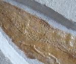 Tharsis dubius (BLAINVILLE 1818) - Bild © FossNet FossilienStore